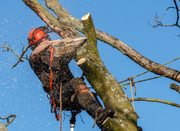 Tree Trimming Service in Huntersville