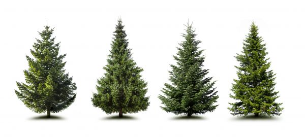 Cost of Pine Tree Trimming in Huntersville