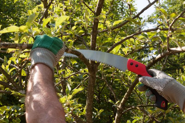 Apple Tree Trimming in Huntersville